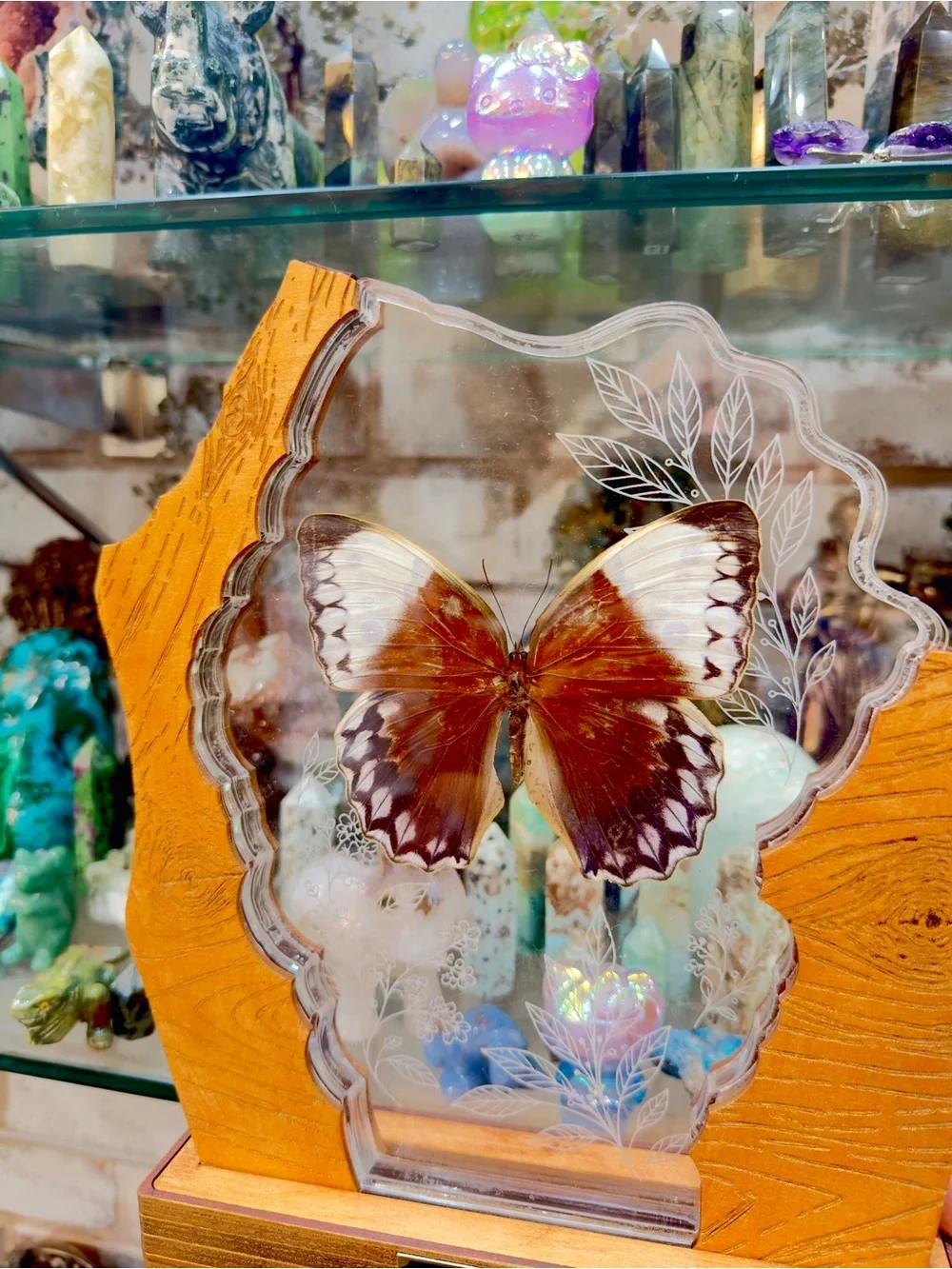 Preserved Jungle Emperor Butterfly display in Brown and Cream